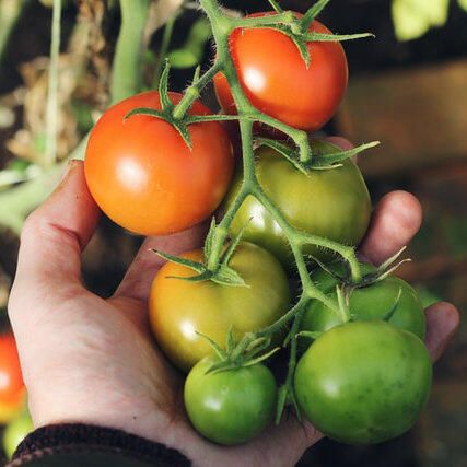 Tomatoes