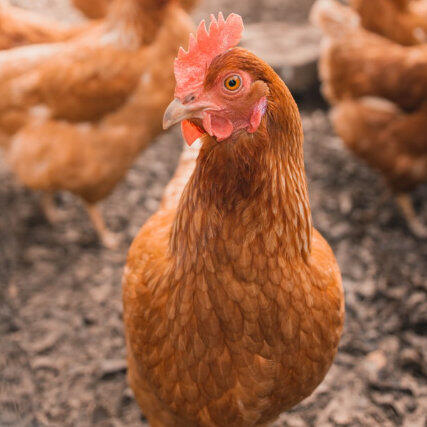 poultry