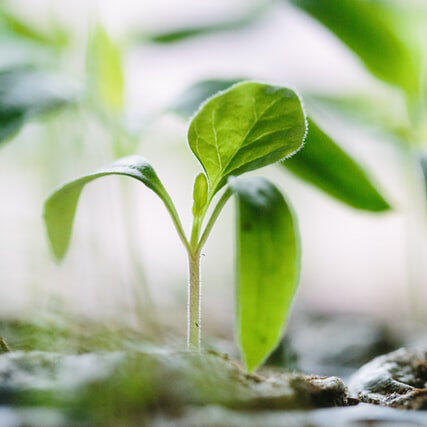 Seedling
